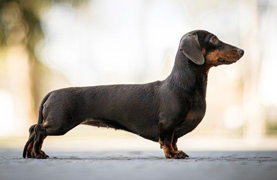 smooth-coated Dachshund