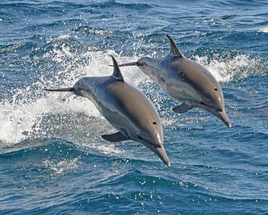 mammal: dolphins jumping