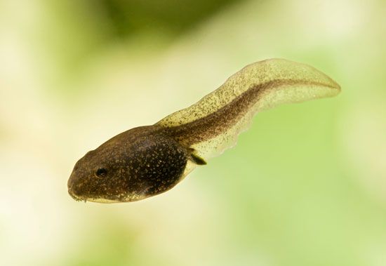 tadpole