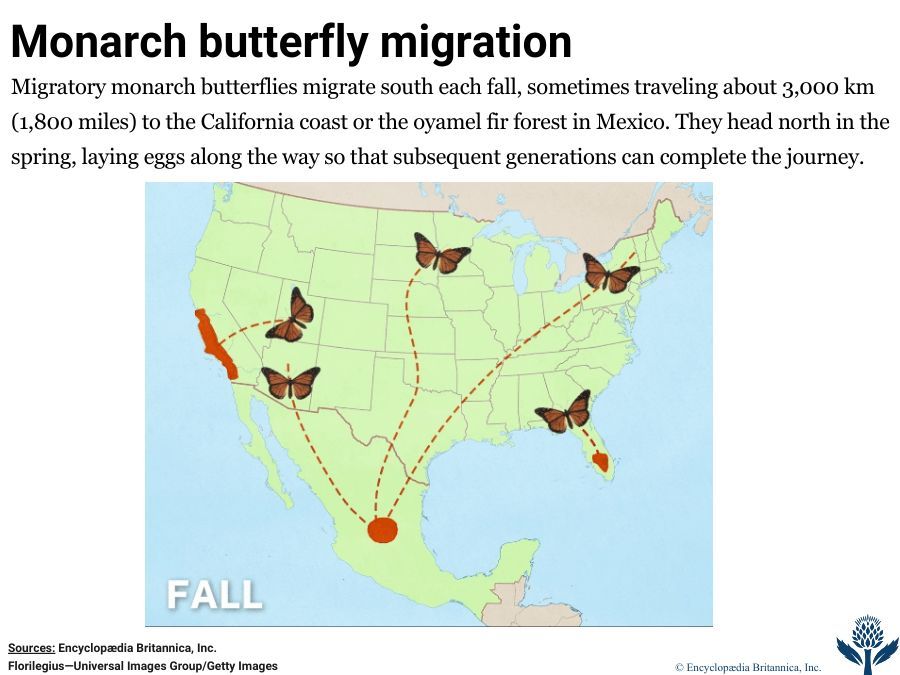 Interactive thumbnail shows an animated map of monarch butterfly seasonal migration.