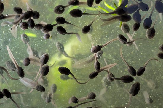 tadpoles