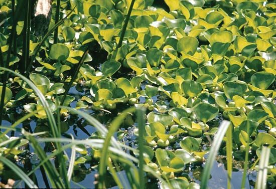 Common water hyacinth (Eichhornia crassipes).