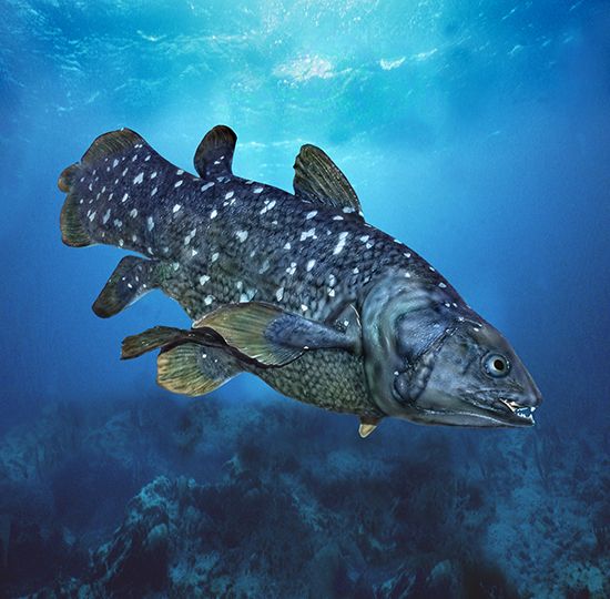 coelacanth