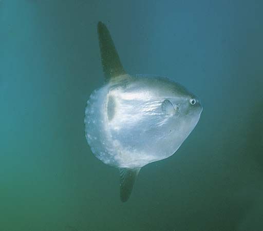 mola