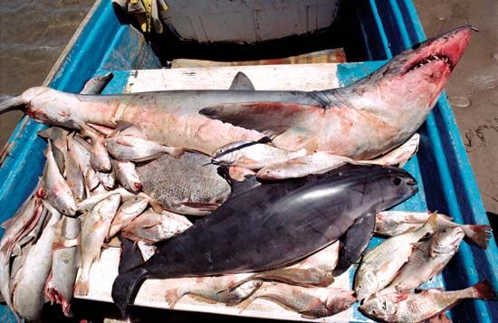 Vaquita (Phocoena sinus)