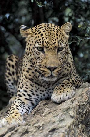 leopard