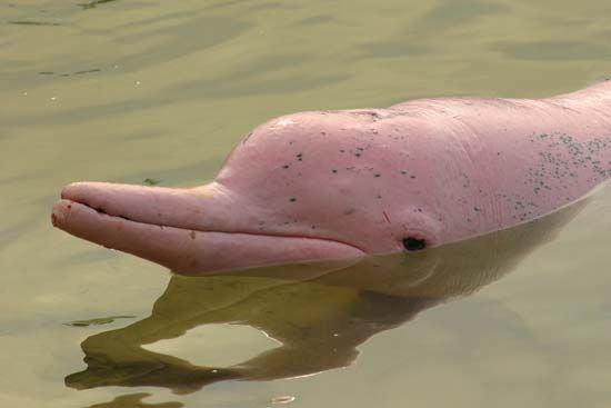 river dolphin