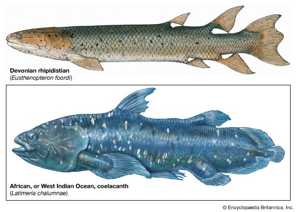 crossopterygians