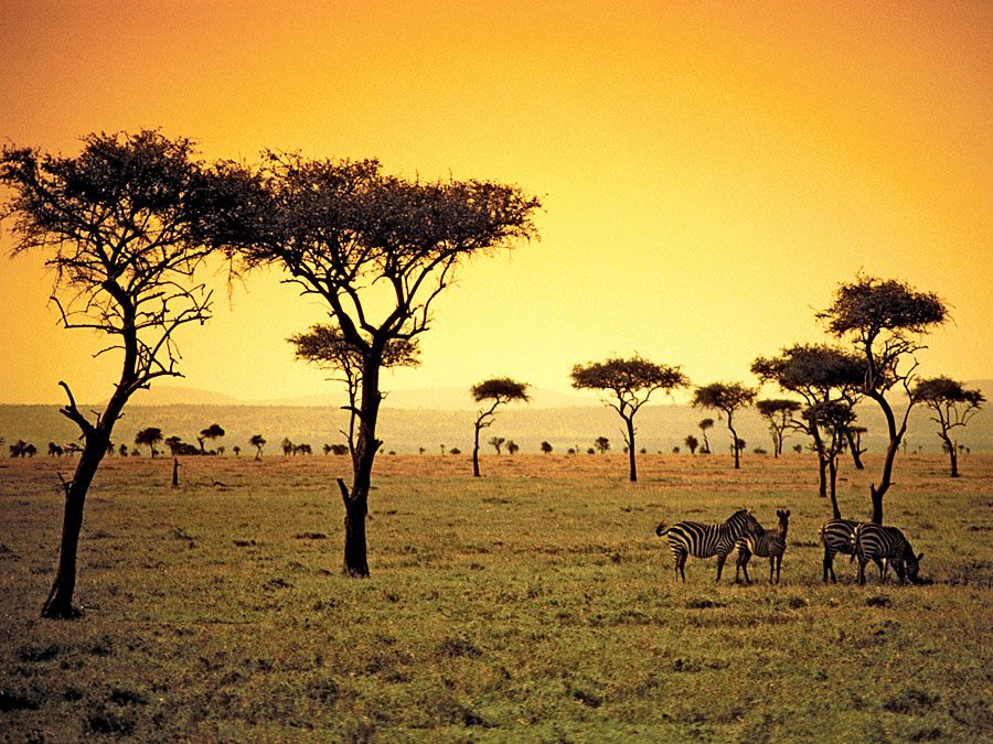 savanna in Kenya