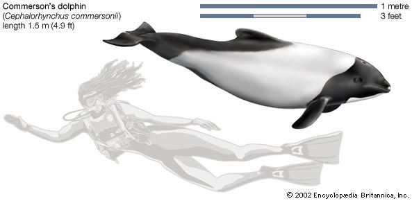 Commerson's dolphin (Cephalorhynchus commersonii).