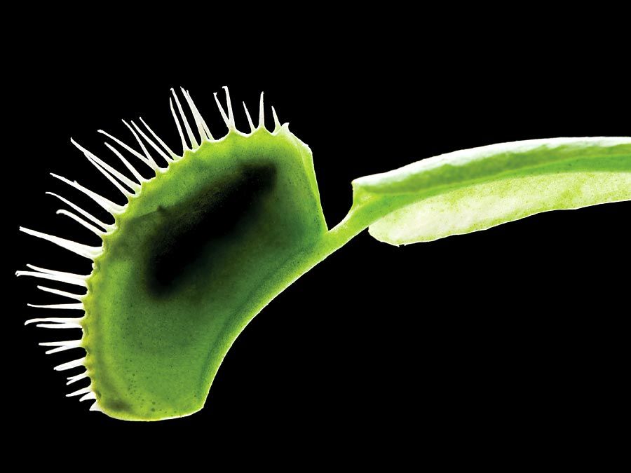 Venus's-flytrap. Venus's-flytrap (Dionaea muscipula) one of the best known of the meat-eating plants. Carnivorous plant, Venus flytrap, Venus fly trap