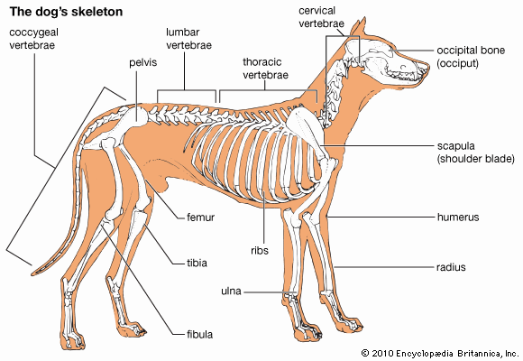 skeleton of a dog