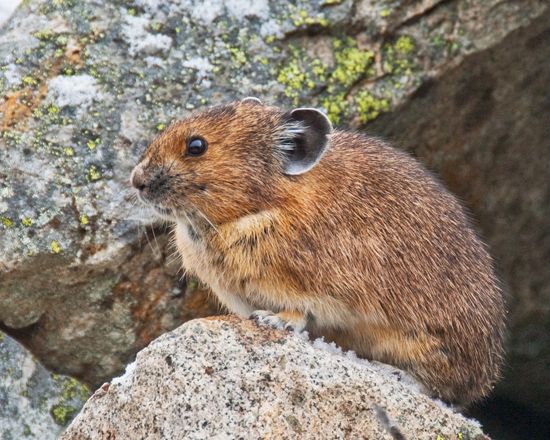 Pika