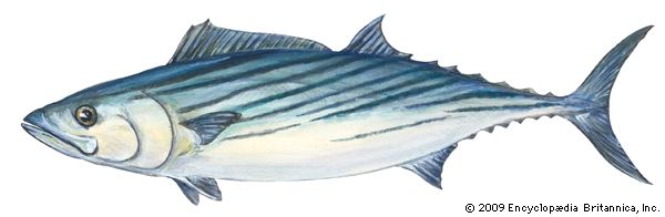 Atlantic bonito