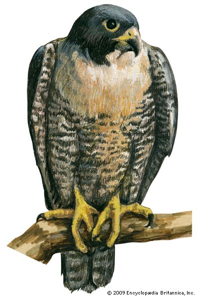 peregrine falcon