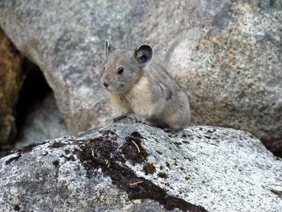 pika sitting on rocks