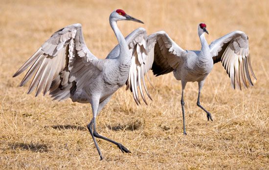 sandhill cranes (Grus canadensis)