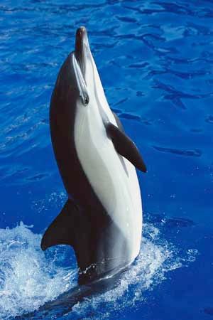 common dolphin