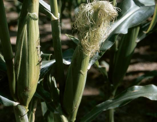 Corn silks