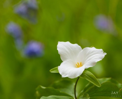 Macro Photography from Clifton Gorge, Ohio by Jay Patel