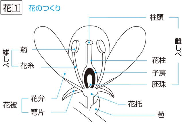 花／華の画像