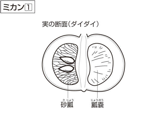 橙／臭橙／回青橙の画像