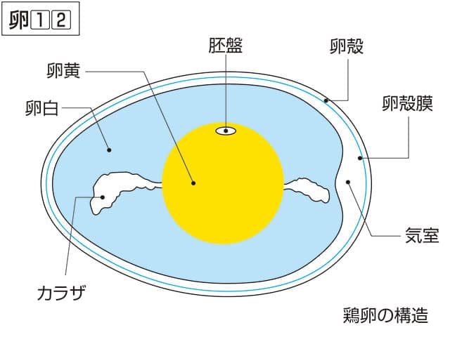 鶏卵の画像