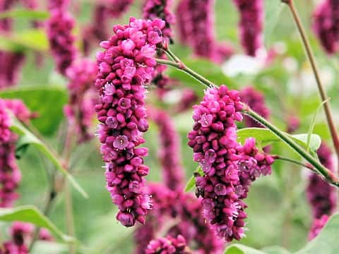 Persicaria pilosa