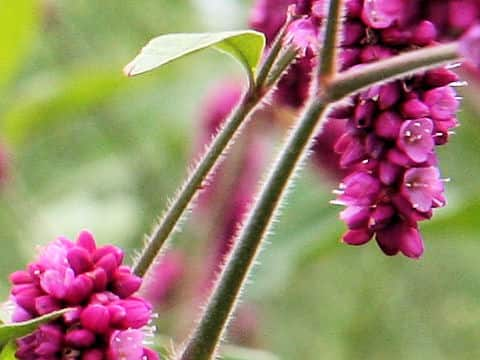 Persicaria pilosa