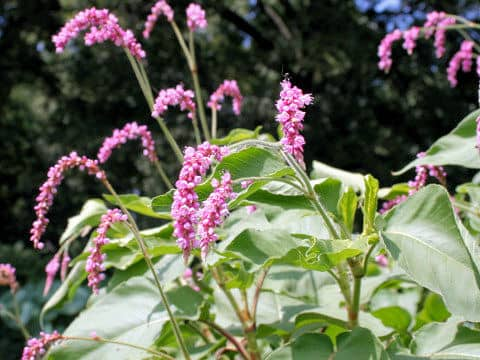 Persicaria pilosa