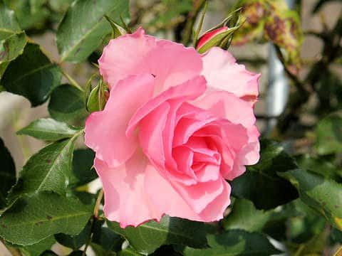 Rosa cv. Rosendorf Sparrieshoop