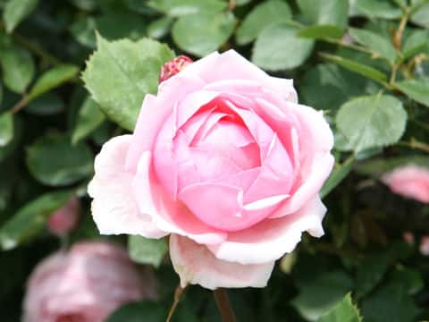 Rosa cv. Brother Cadfael