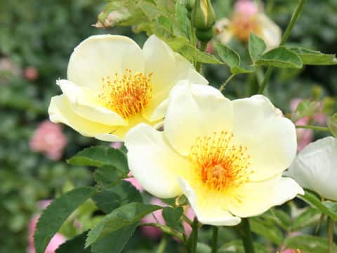 Rosa cv. Golden Wings