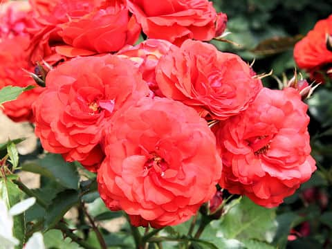 Rosa cv. Trumpeter