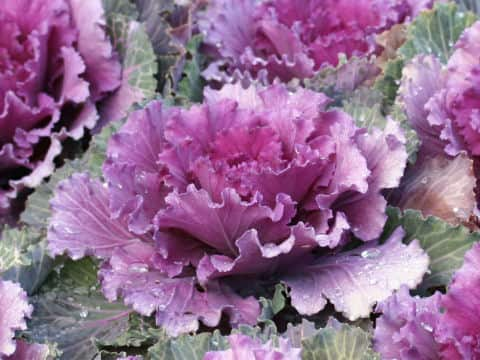 Brassica oleracea var. acephala