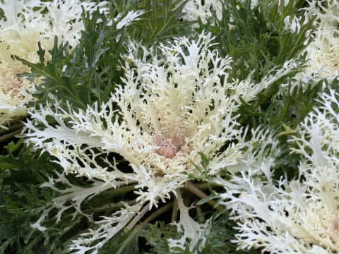 Brassica oleracea var. acephala