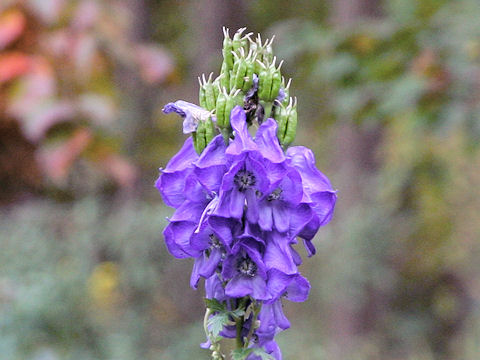 Aconitum chinense