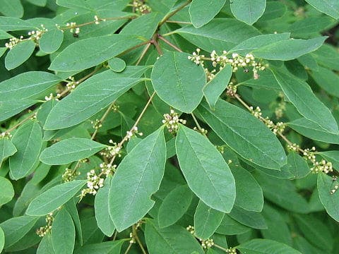 Securinega suffruticosa var. japonica