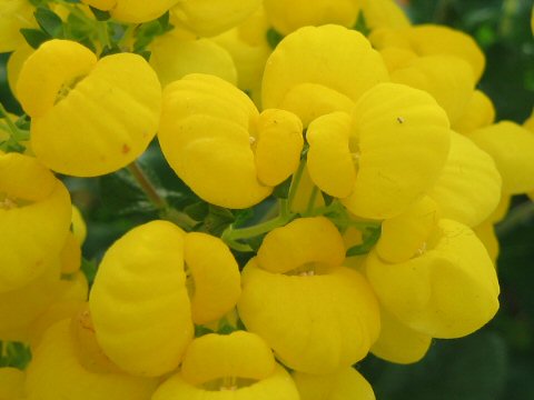 Calceolaria x herbeohybrida