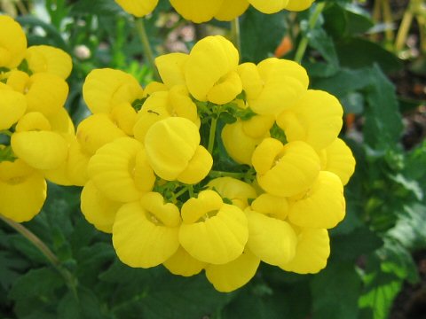 Calceolaria x herbeohybrida