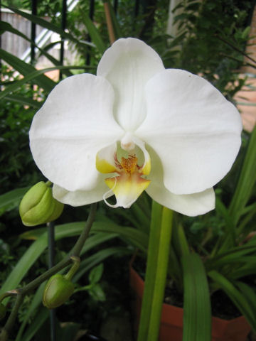 Phalaenopsis cv.