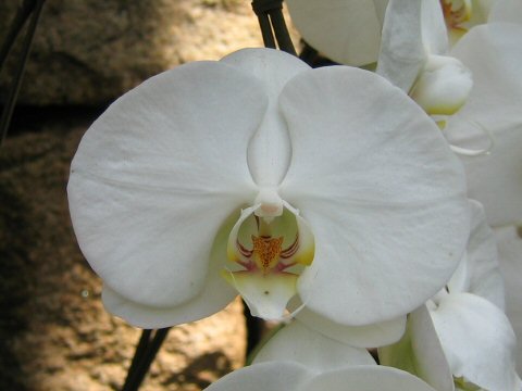 Phalaenopsis cv.