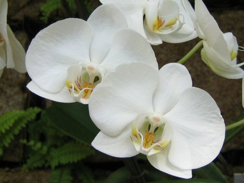 Phalaenopsis cv.