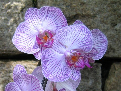 Phalaenopsis cv.