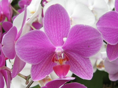 Phalaenopsis cv.