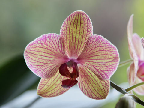 Phalaenopsis cv.