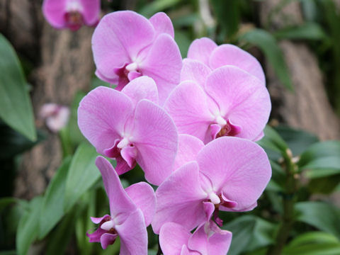 Phalaenopsis cv.