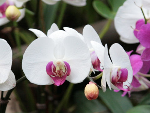 Phalaenopsis cv.