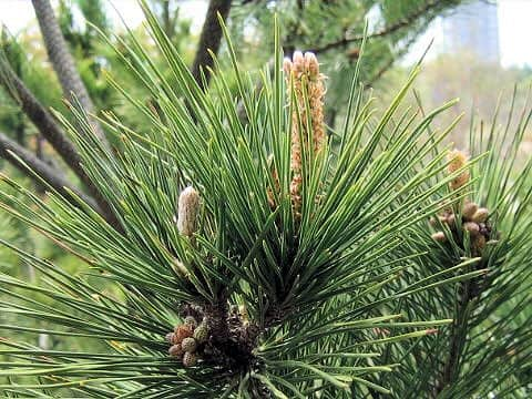 Pinus thunbergii