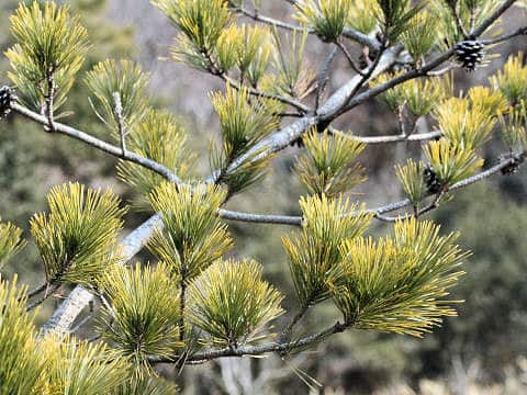 Pinus thunbergii